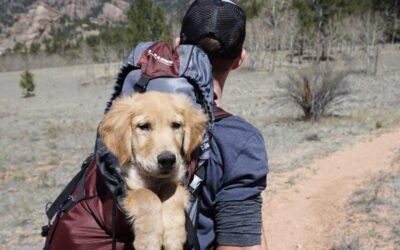 Alt du skal vide om hundekurve